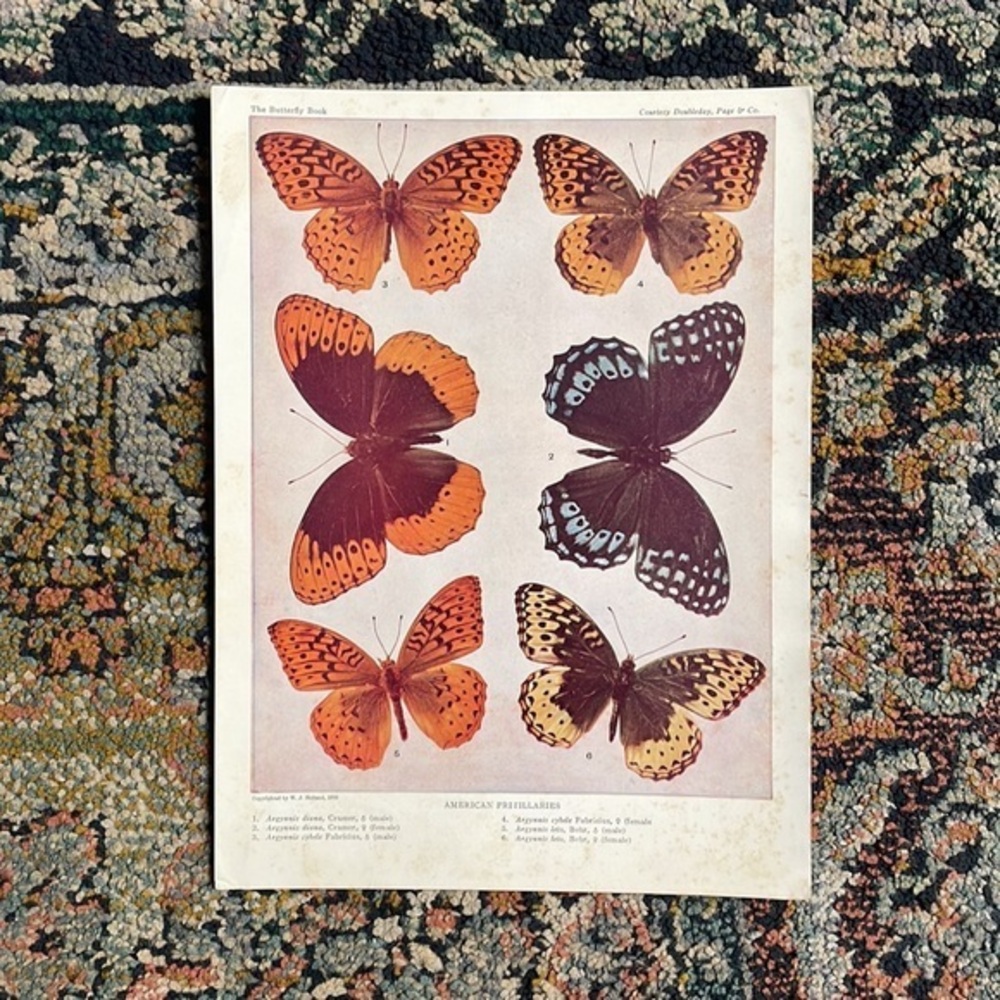1915 ANTIQUE BUTTERFLY PRINT